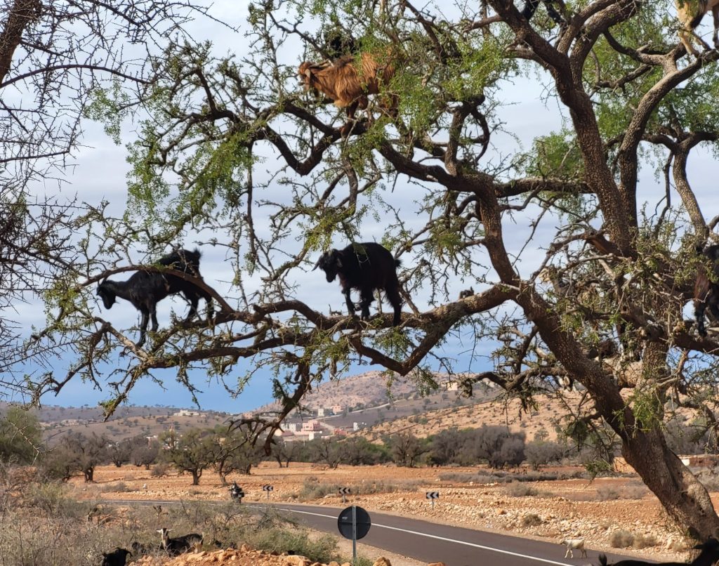 Cabras sobre el argán