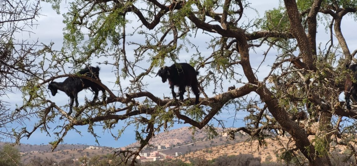Cabras sobre el argán